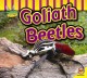 Go to record Goliath beetles