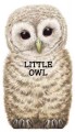 Go to record Little owl