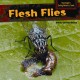 Go to record Flesh flies