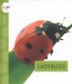 Go to record Ladybugs